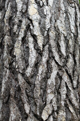 .Green ash tree bark texture.