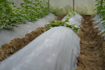 Sprout of vegetable prepare on mulching film wating for grow in greenhouse, Bio and organic product concept.
