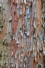 Pacific madrone tree bark texture.