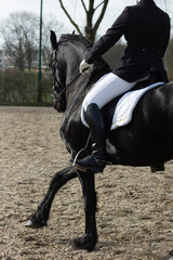 Detail of the special dressage breed Friesian Horse in black with shiny fur riding in a paddock