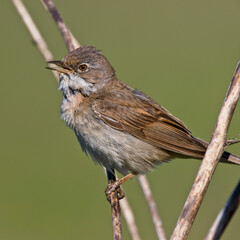 Common Whitethroat (Sylvia communis) singing, Cornwall, England, UK.