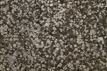 Lichens on a wall