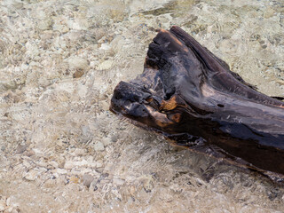 Driftwood in the surf on the beach