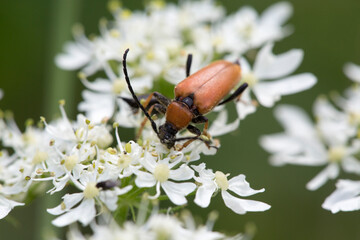 insecte butinant