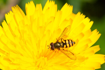 A Hoverfly species on a Dandelion flower, Cornwall, England, UK.
