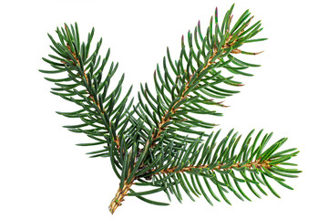 Spruce branch isolated closeup without shell as package design element collection on white background. Branch of a Christmas tree close-up. Christmas and New Year. Full depth of field.