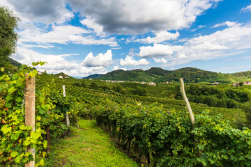 Obraz premium The vineyards of the Prosecco hills in the Veneto region