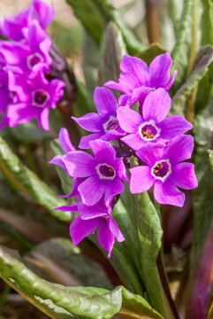 Chukchi Primrose (Primula tschuktschorum) at St. George Island, Pribilof Islands, Alaska, USA