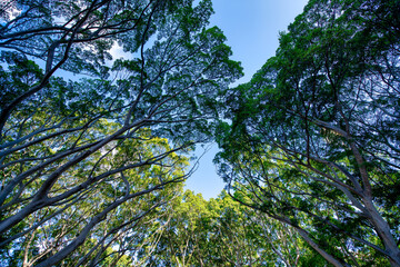 Upward view of beautiful pine trees agianst blue sky