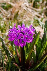 Chukchi Primrose (Primula tschuktschorum) at St. George Island, Pribilof Islands, Alaska, USA