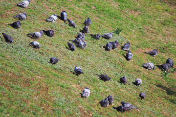 公園で日向ぼっこをする鳩