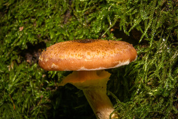 A closeup picture of a fungus in a forest. Green moss in the background. Picture from Bokskogen,...