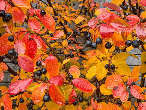 Black winter berries of cotoneaster lucidus with autumn coloured leaves