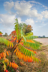 Fototapeta premium Colorful staghorn sumac or velvet sumac in autumn