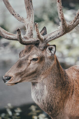 Hirsch geweih