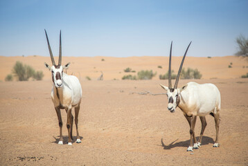 arabian oryx in a desert near Dubai