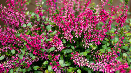 pink flowers background