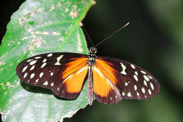 Tiger Longwing butterfly (Heliconius hecale) resting on vegetation - тъмно кафяво с жълто