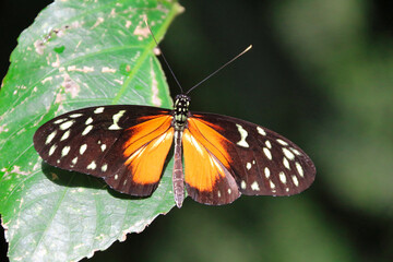 Tiger Longwing butterfly (Heliconius hecale) resting on vegetation - тъмно кафяво с жълто