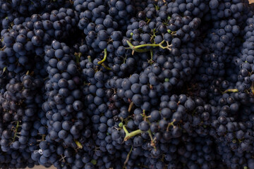close-up of a heap of blue grapes, texture, natural fruit composition