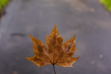 dry leaf. autumn background