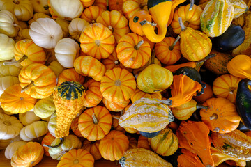 Assortment of colorful gourds in a bin at a farmer's market