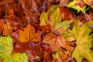 autumn leaves background