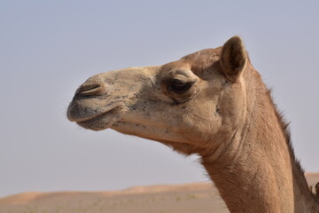 Closeup shot of camel's head.A view from Abu Dhabi desert.