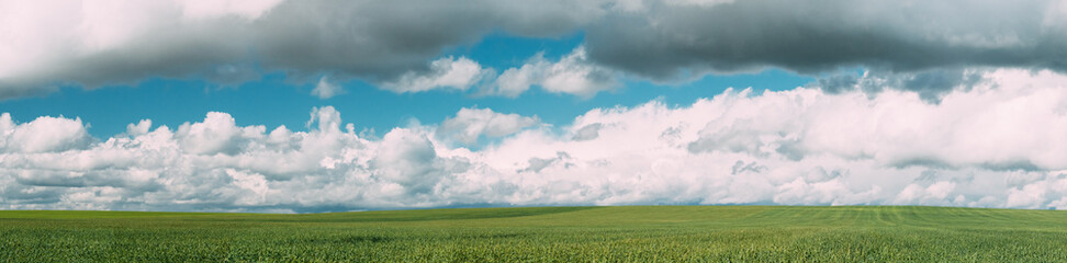 Fototapeta premium Countryside Rural Green Wheat Field Meadow Landscape In Summer Sunny Day. Scenic Sky With Clouds On Horizon. Panorama
