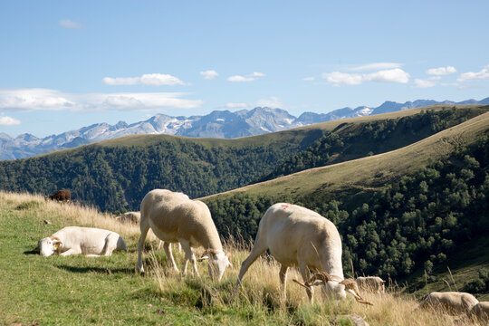 brebis alpage pyr&eacute;n&eacute;es