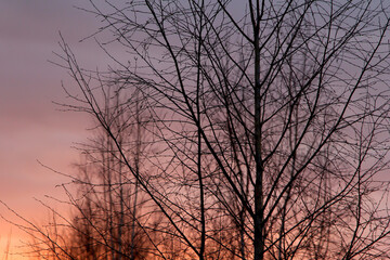 Leafless trees silhuette by nightfall