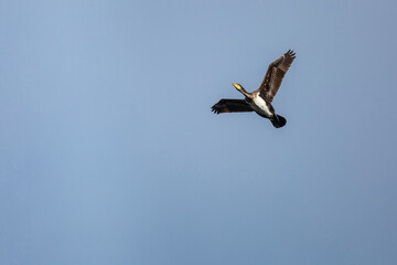 View from below of a Great Cormorant in flight. Phalacrocorax carbo. Valpara&iacute;so Reservoir, Zamora, Spain.