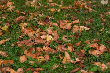 autumn leaves on the ground