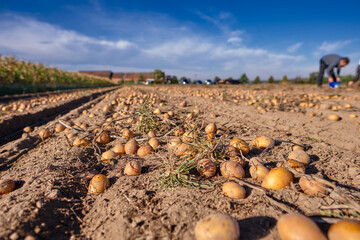 Fototapeta premium Potato harvest in sunshine in autumn, fresh organic potatoes in the field. 