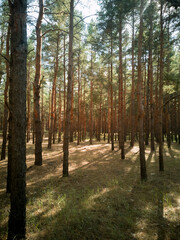 Autumn old pine forest on a sunny day. Fresh air.