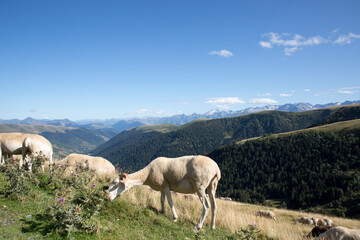 brebis p&acirc;turage Pyr&eacute;n&eacute;es