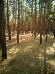 Autumn old pine forest on a sunny day. Fresh air.