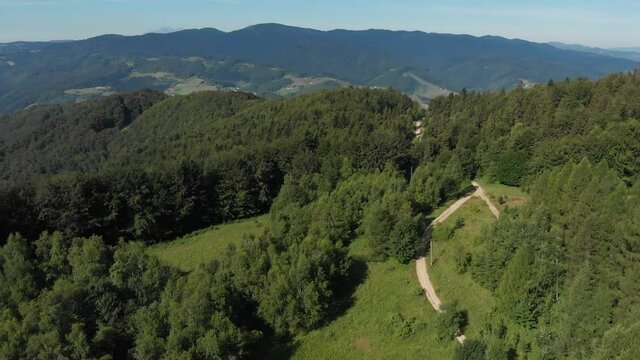 Coniferous forest in summer in Beskid Mountains at Radziejowa Range background near village Rytro, Poland