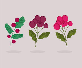 different banch trees with coffee seeds cartoon