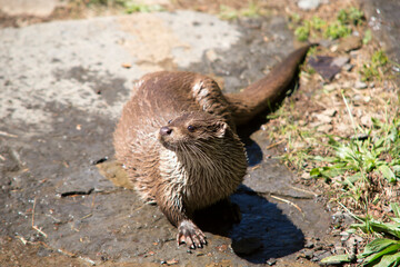 loutre d'Europe  European otter