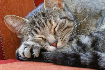 Grey tabby cat laying sleeping on a coach closeup