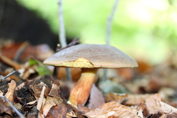 mushrooms in the forest