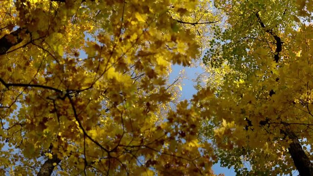 The camera passes in the forest under the yellow autumn branches of trees