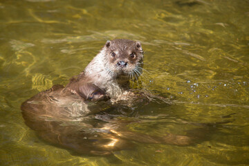 loutre dans l'eau espagne