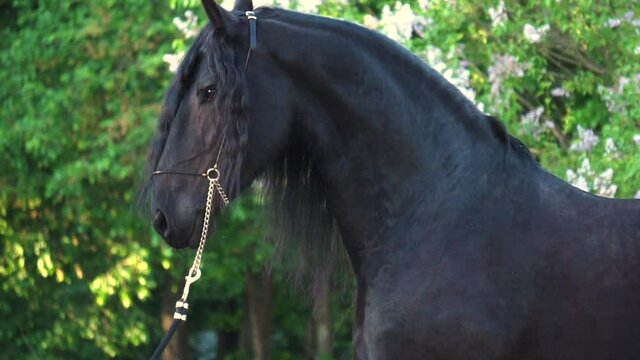Frisian stallion portrait in slow-motion in summer
