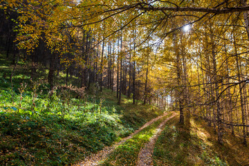 Autumn landscape. Beautiful birch trees. Walk in the birch forest. Natural background. Place to insert text.