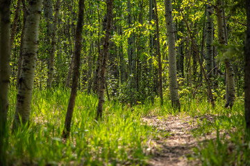 green forest in spring