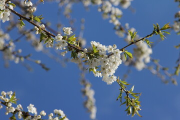 Obst Blüten