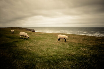 Sheep and grass in scotland