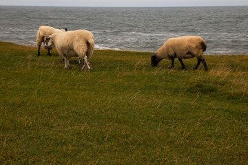 Naklejka na ściany i meble Sheeps on the grass in scotland